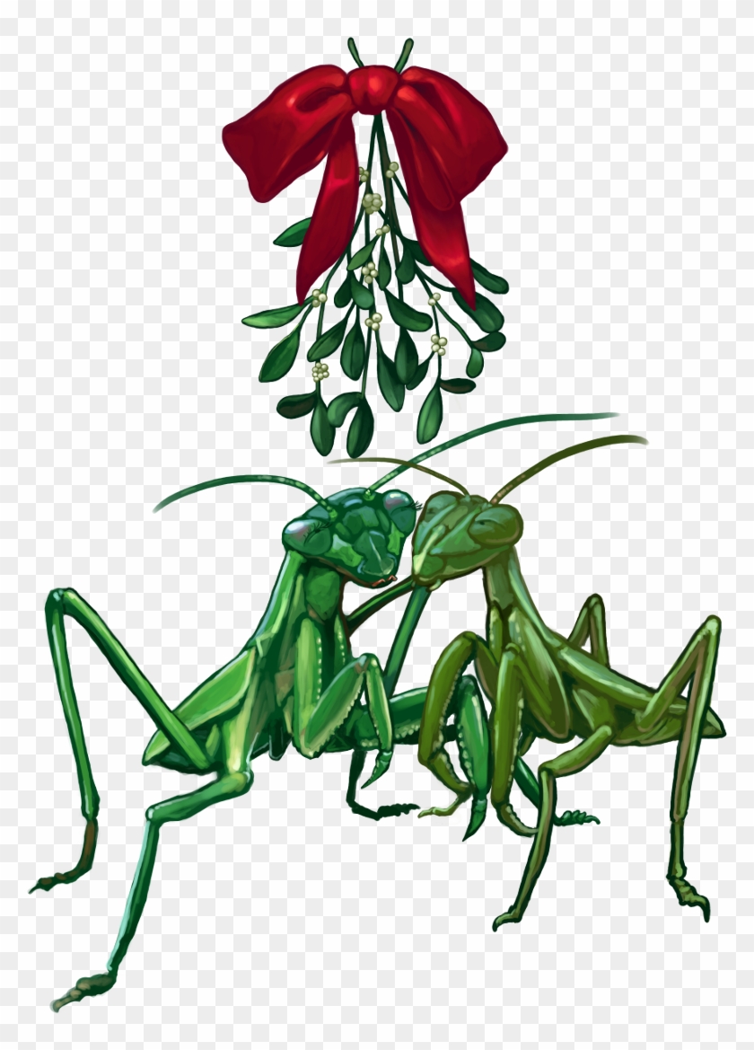 2013 Christmascard Mantis1scaled 2013 Christmascard - Mistletoe #1338660