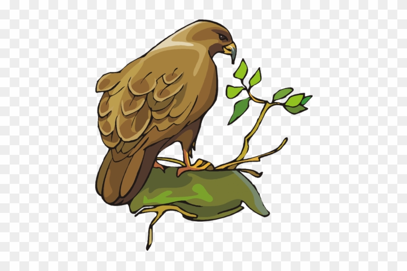 All Ages Are Invited To Attend The Birds Of Prey Program - Birds Of Prey Clip Art #1338764