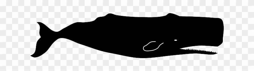 Sperm Whale Clipart - Sperm Whale Vector #1338965