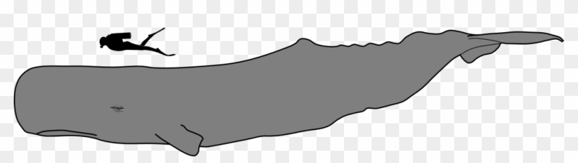Sperm Whale Size - Sperm Whale Vs Human Size #1338985