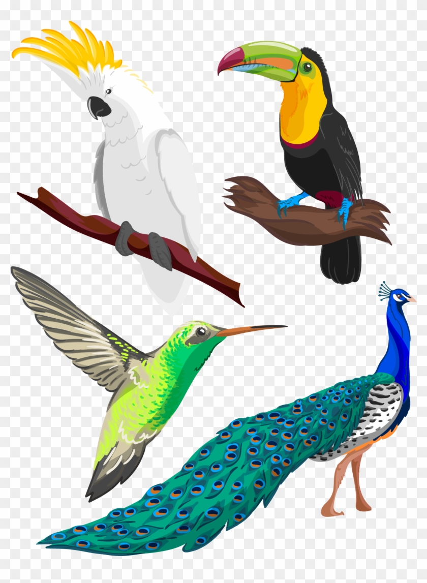 Clipart Library Birb Drawing Pencil - Tropical Bird Drawing #1339263