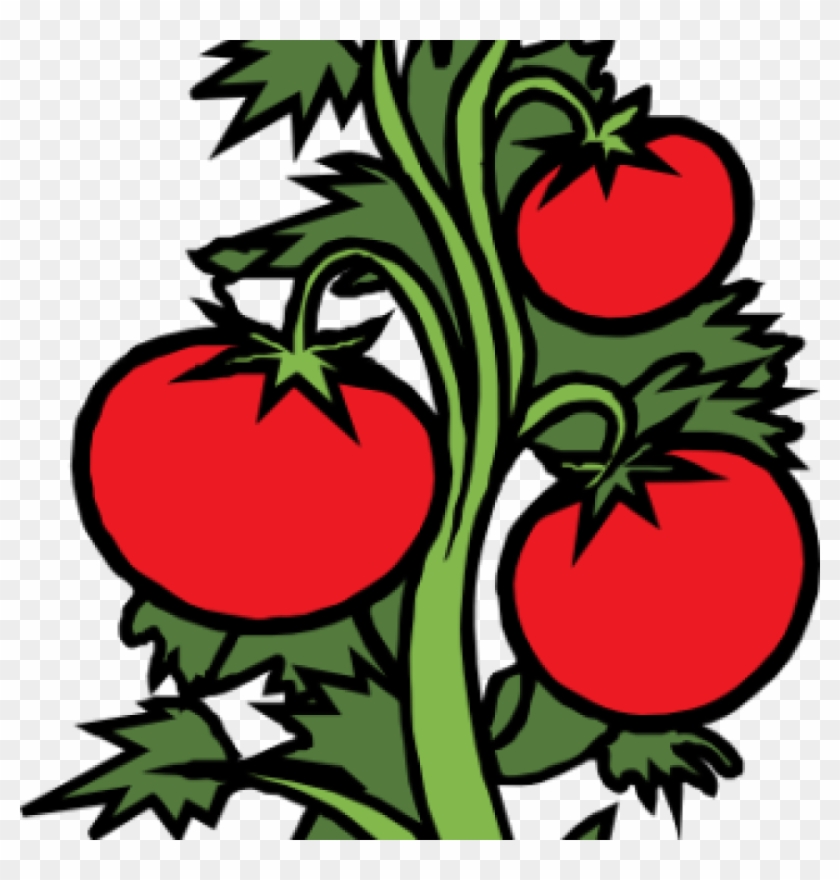 Vegetable Garden Clip Art Vegetable Garden Clipart - Tomato Plant Clip Art #1339315