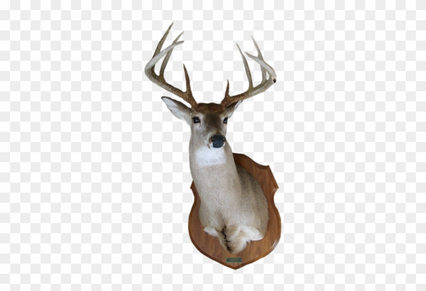 White Tail Mount Png #1339579