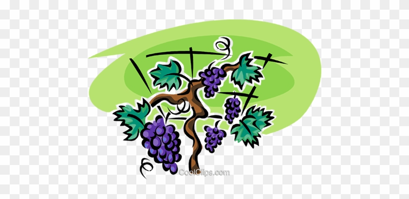Grapes On The Vine Royalty Free Vector Clip Art Illustration - Common Grape Vine #1340246