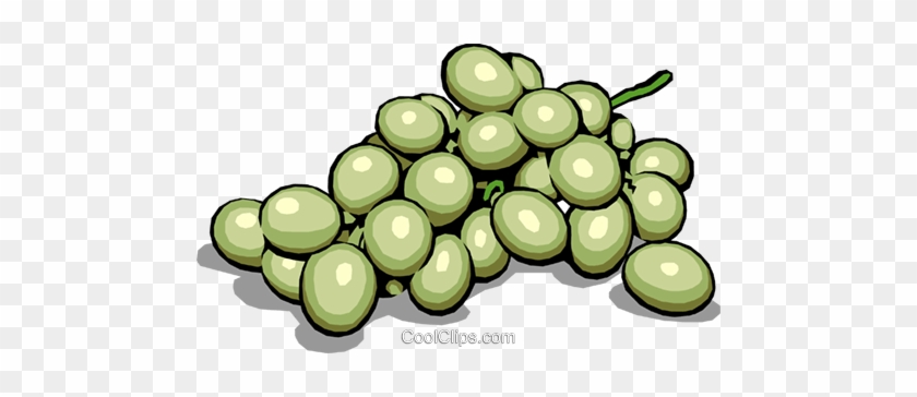 Green Grapes Royalty Free Vector Clip Art Illustration - Grape #1340255