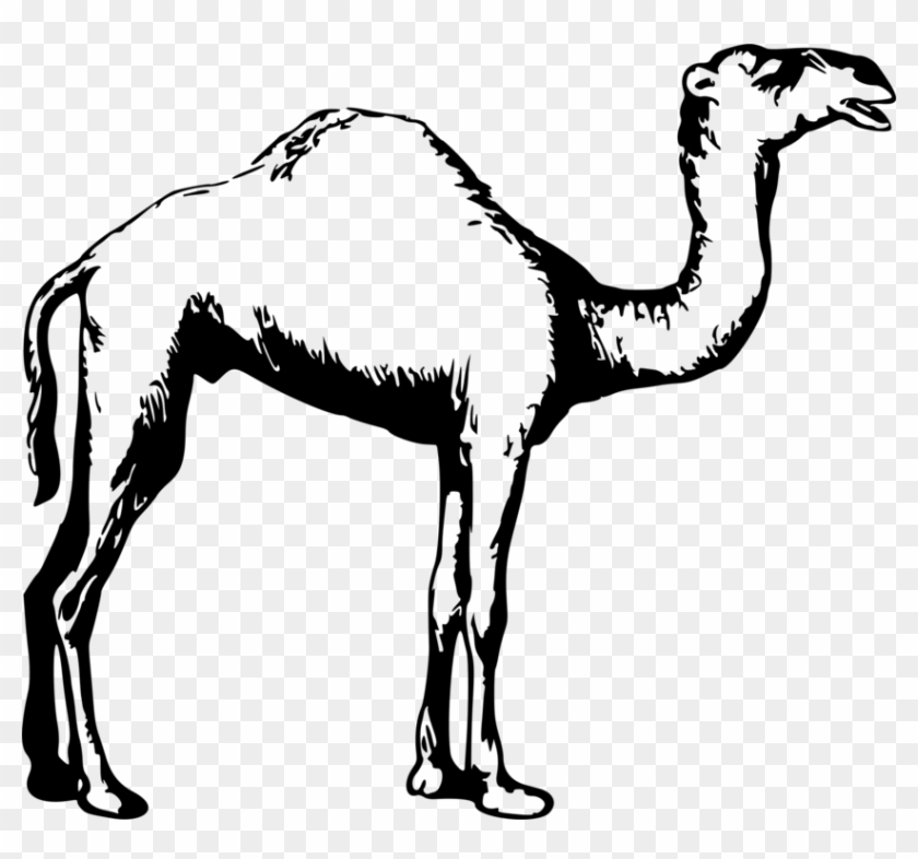 Dromedary Drawing Black And White Animal Camel - Camel Clipart Black And White #1340535