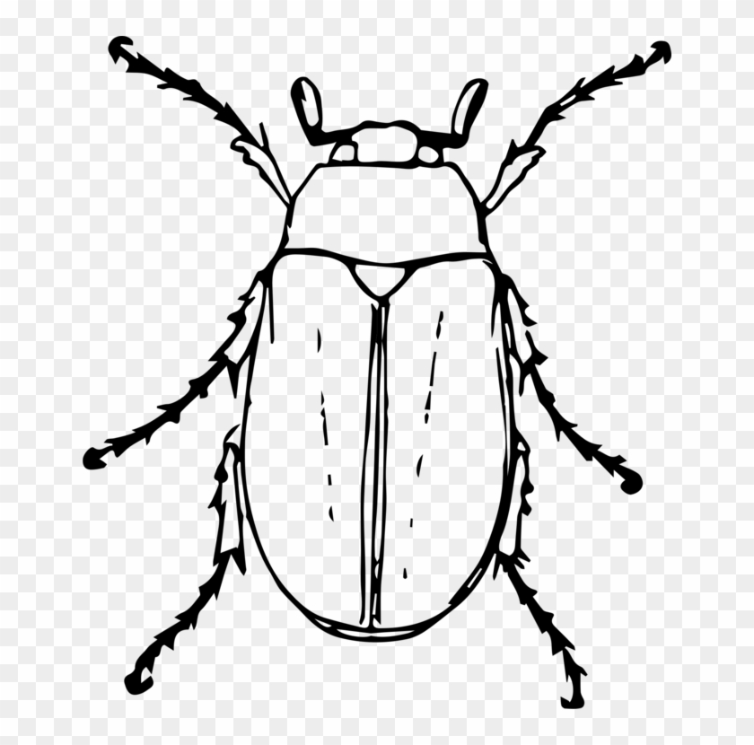 Beetle Drawing Black And White Animal Cockchafer - Beetle Clipart Black And White #1340539