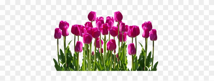 Free Photo Tulips Spring Flower Spring Flowers Cut - Cafepress Samsung Galaxy S8 Plus Case #1340566