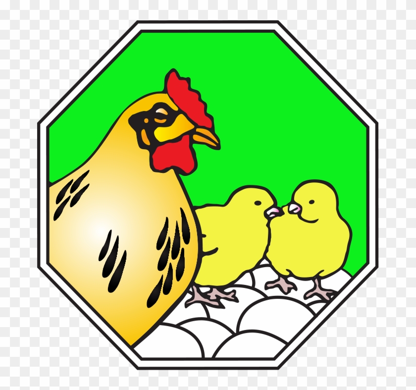 Arab Qatari For Poultry Production #1340577