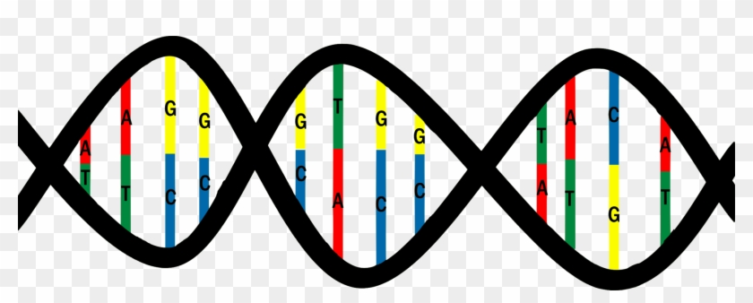 Dna Base Pair Mutation Nucleic Acid Structure Thymine - Base Pairs Dna Png #1340885