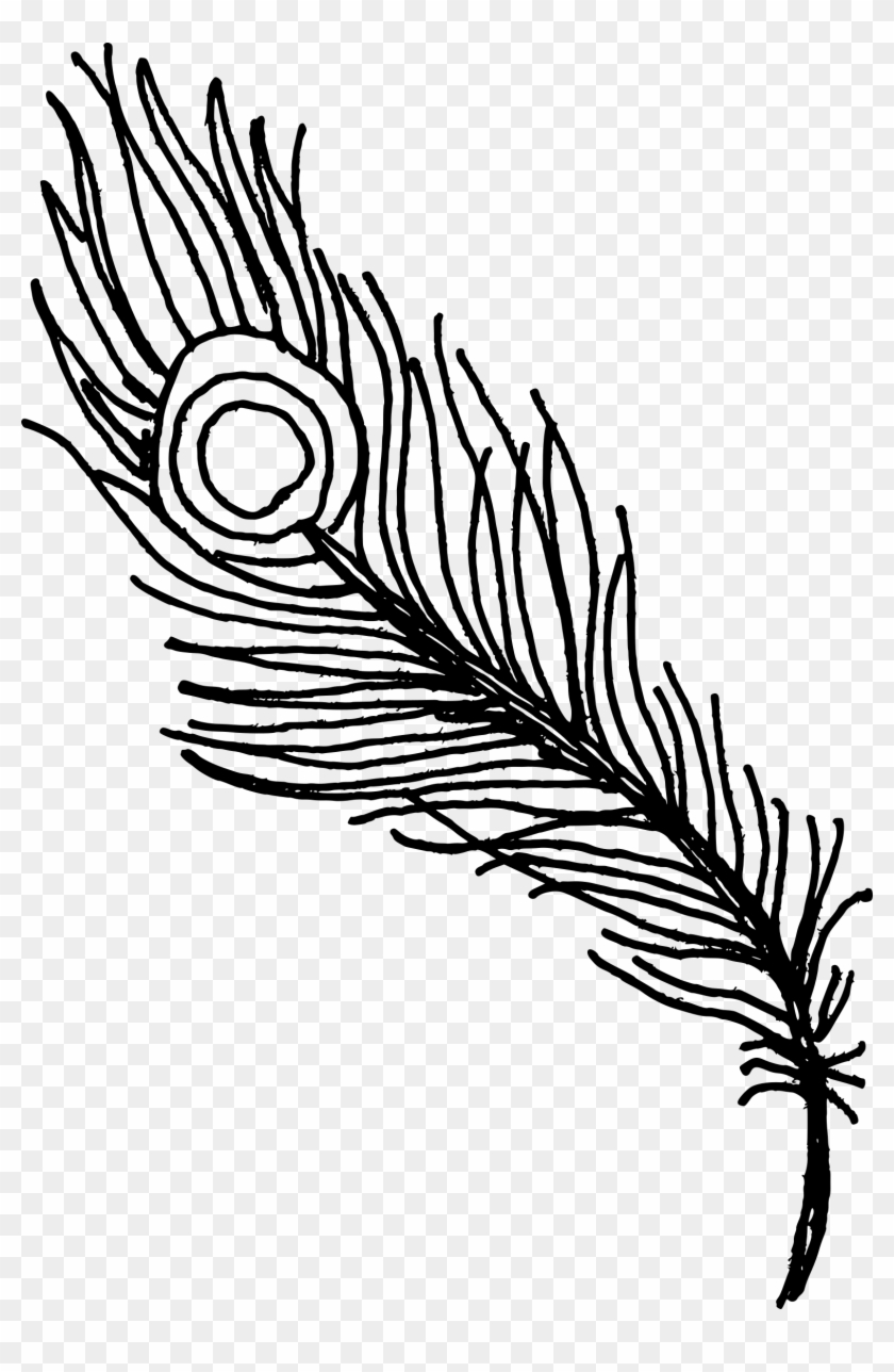 Free Download - Peacock Feather Drawing #1341257