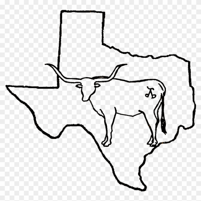 Line Drawing Longhorn Cattle #1341342