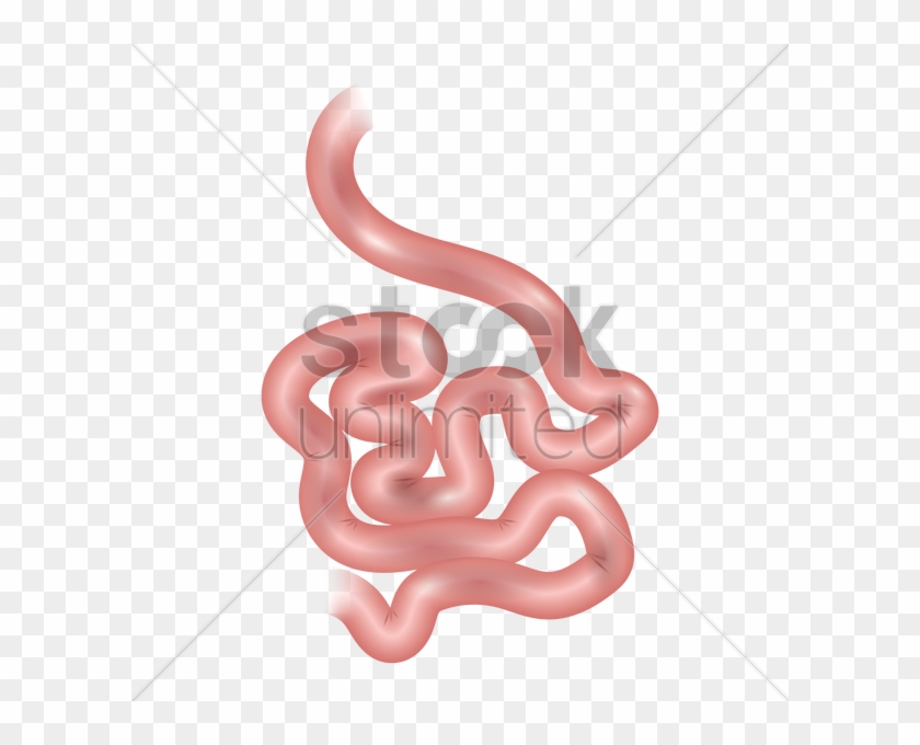 Small Intestine Cliparts - Small Intestine Clipart #207895