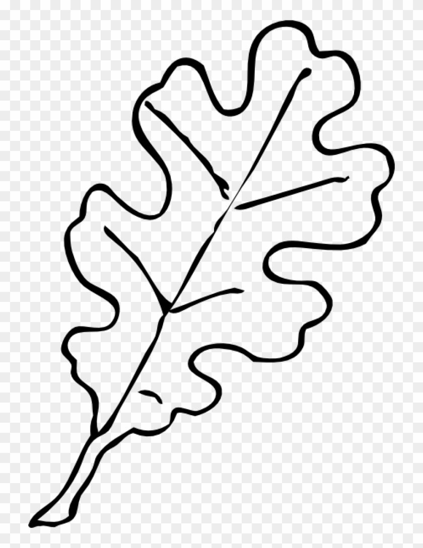 Permalink To Leaf Outline Owl Clipart - Oak Tree Leaf Drawing #209247