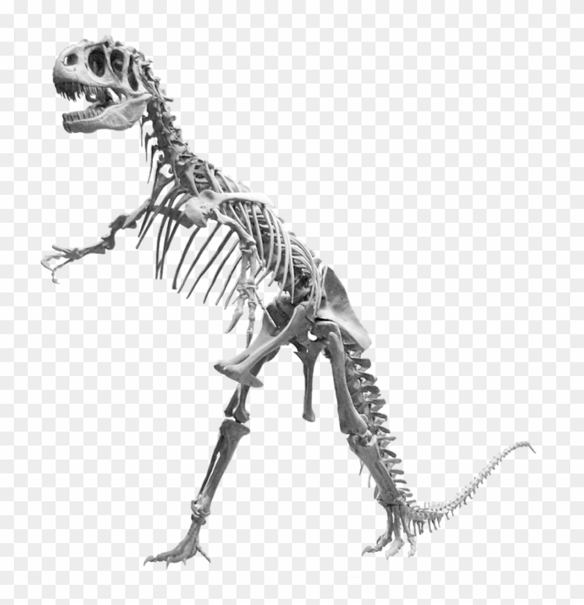 Allosaurus Skeleton Png Clipart Allosaurus Tyrannosaurus - Allosaurus Skeleton Png #1341585