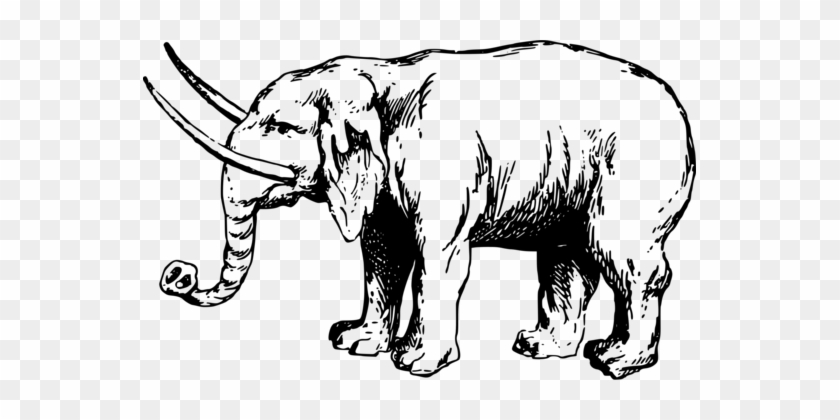 African Elephant Tiger Lion Elephantidae Indian Elephant - Elephant Ancient #1341775