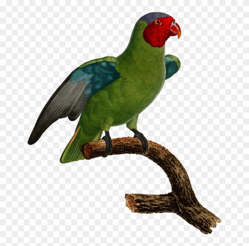 All Photo Png Clipart - Parrot #1342213
