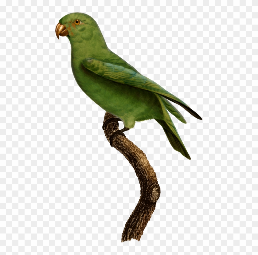 All Photo Png Clipart - Budgie #1342223