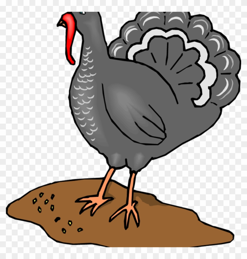 Clipart Turkey Pictures Turkey Clipart Graphics Illustrations - Clip Art #1342254