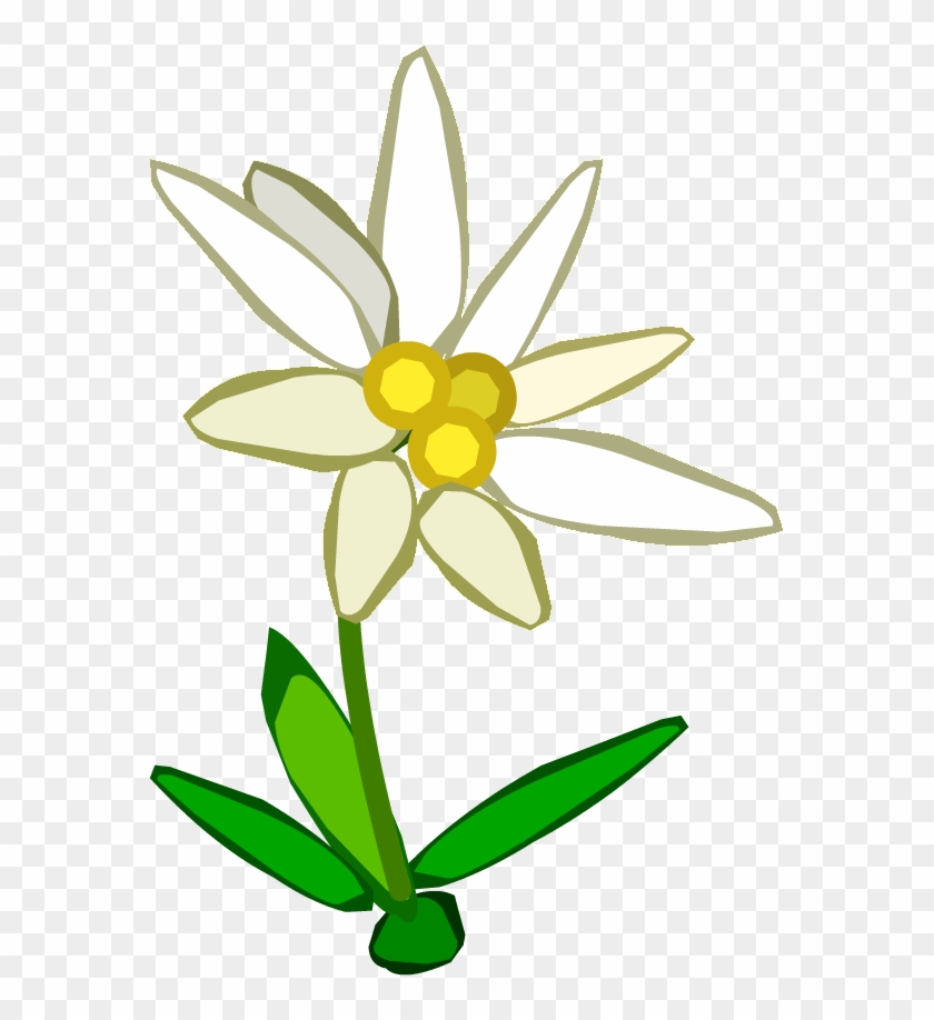 Edelweiss Flower Clip Art #1342725
