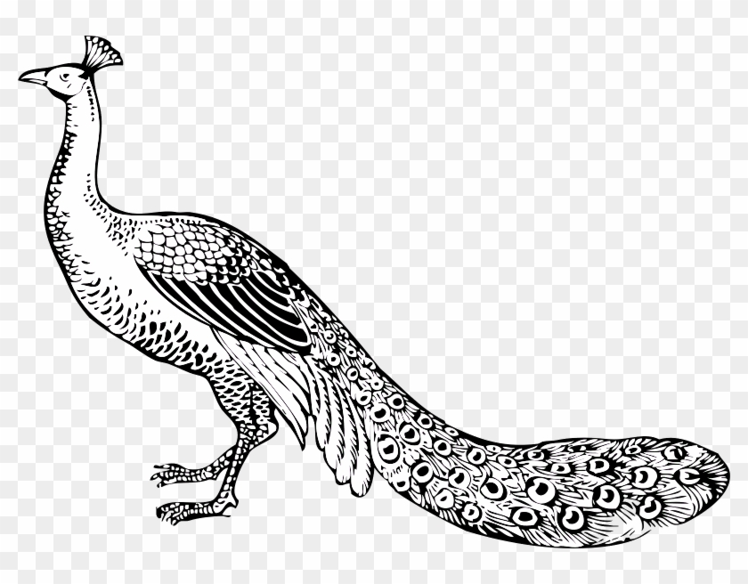 Peacock - Clip Art Of Peacock #1343032