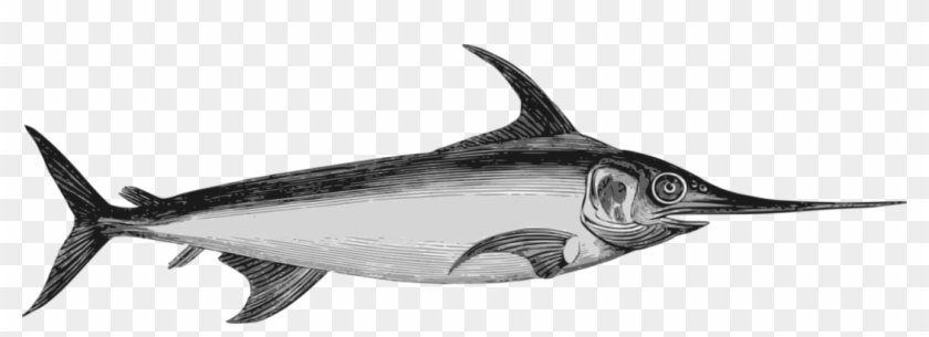 Atlantic Blue Marlin Actinopterygii Swordfish Atlantic - Difference Espadon Marlin #1343736