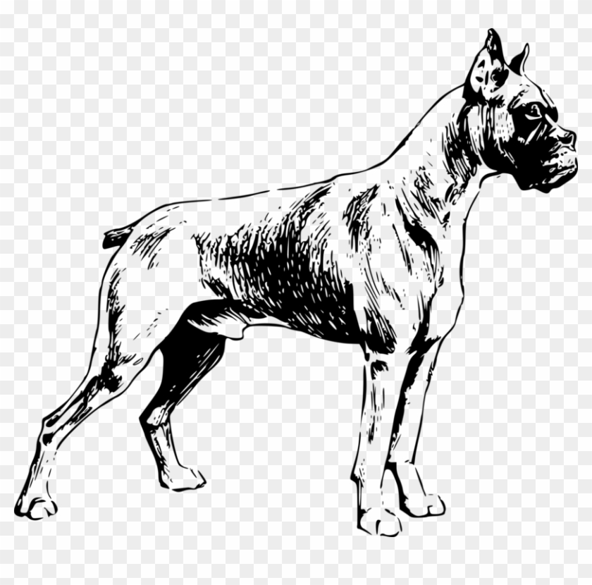 All Photo Png Clipart - Dog Boxer Vector #1343952