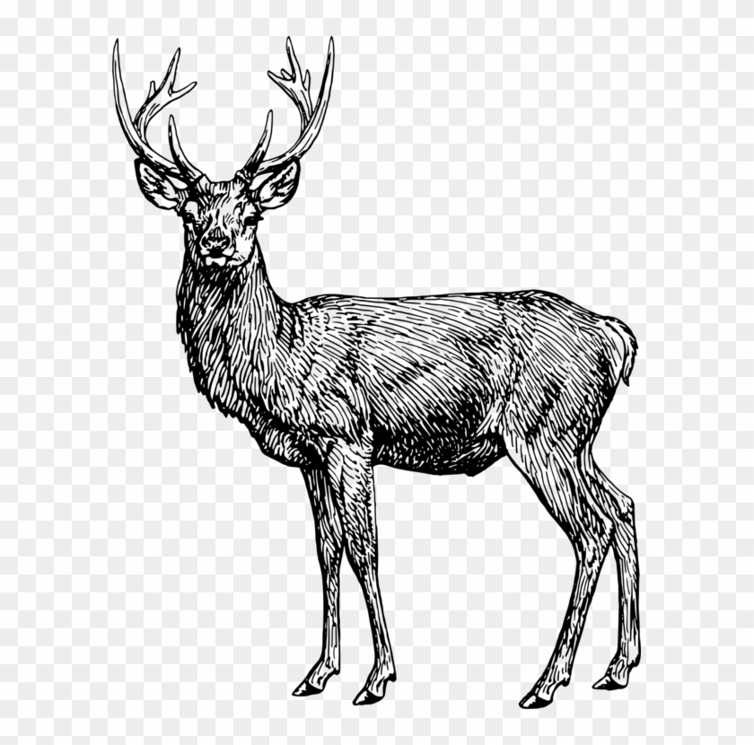 Reindeer Coloring Book Elk Ruminant - Coloring Book #1343983