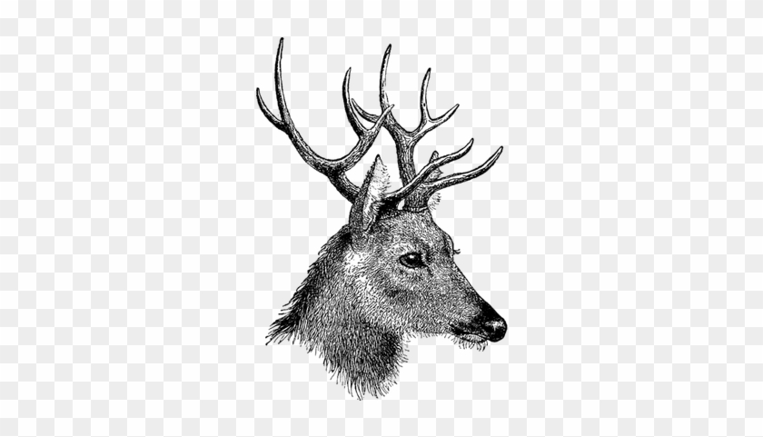 Vintage Deer Head - Buck Fever Queen Duvet #1344177
