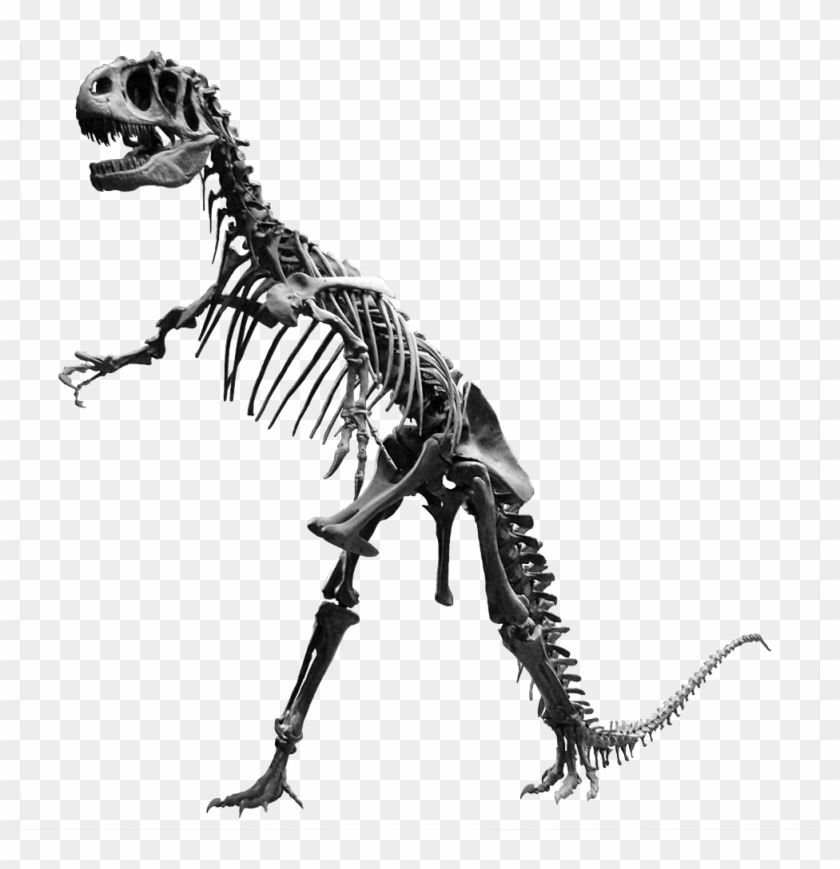 Dinosaur Bones Png - Allosaurus Skeleton Png #1344260