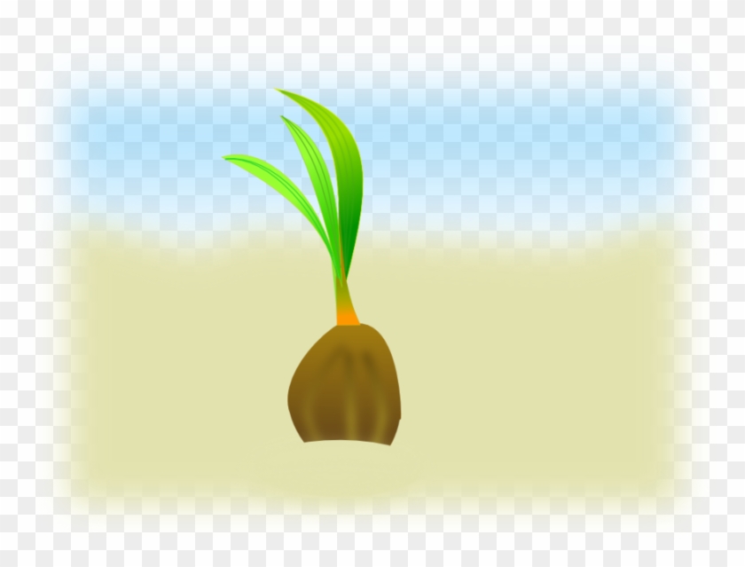 Coconut Seeds Vector Clipart Seed Clip Art - Coconut Seed Clip Art #1344363