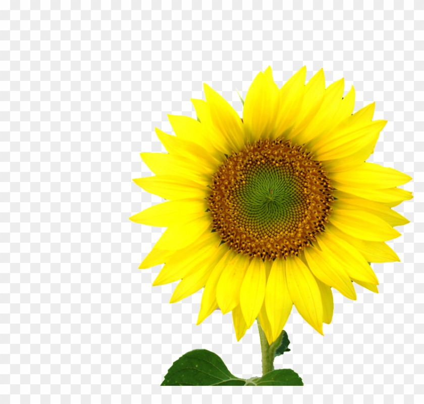 Sunflower Centre Logo - Yellow Sun Flower #1344395