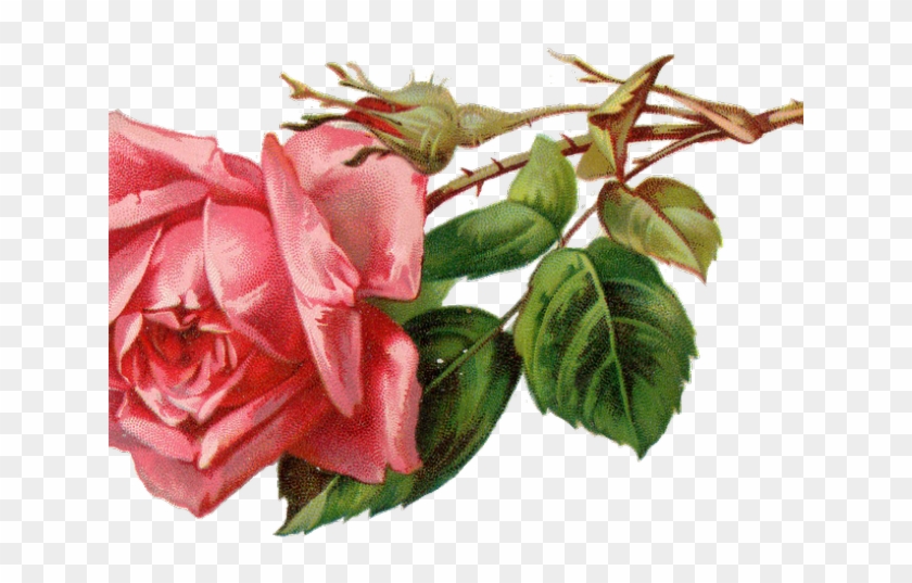 Free Rose Clipart - Flower Clipart Antique #1345223