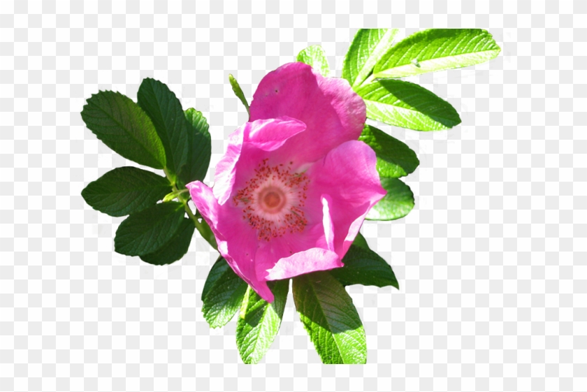 Free Rose Clipart - Flower Clip Art #1345224
