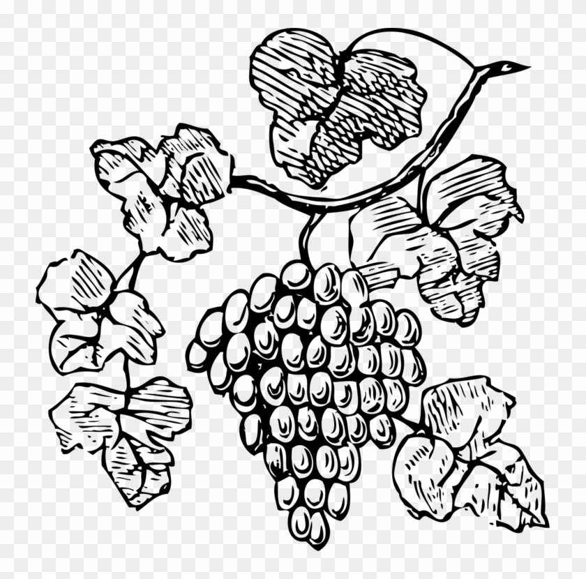 Common Grape Vine Red Wine Drawing - Grapes Clipart #1345411