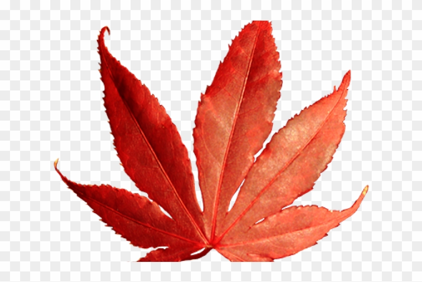 Leaves Clipart Red Fall Leaves - Png Leaves #1345579