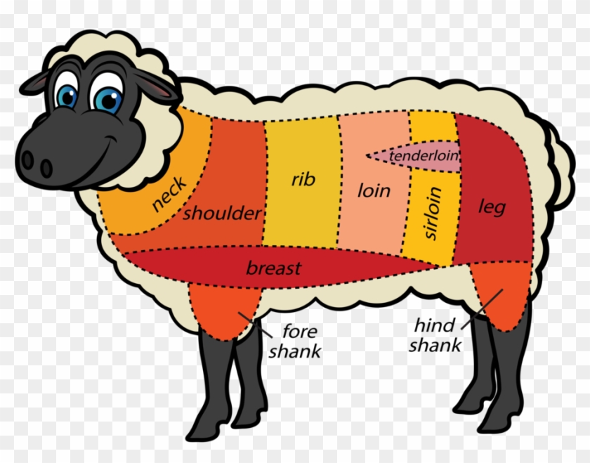 All You Ever Needed To Know About - Lamb Shank Part Of Sheep #1345939