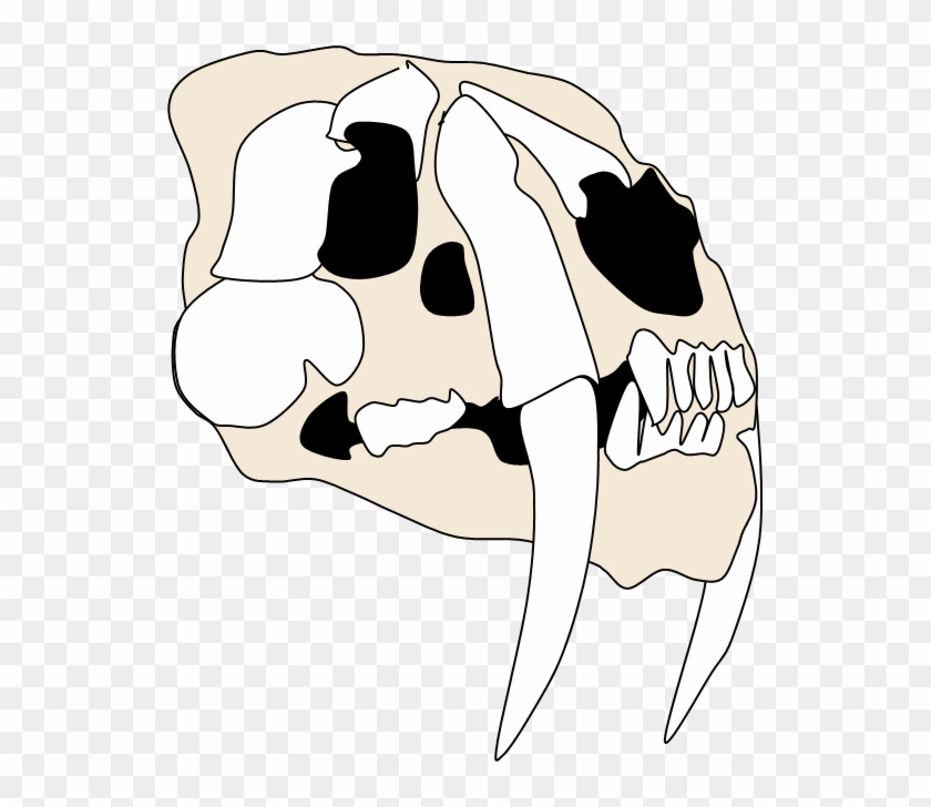 Smilodon Skull W - Wikimedia Commons #1346255