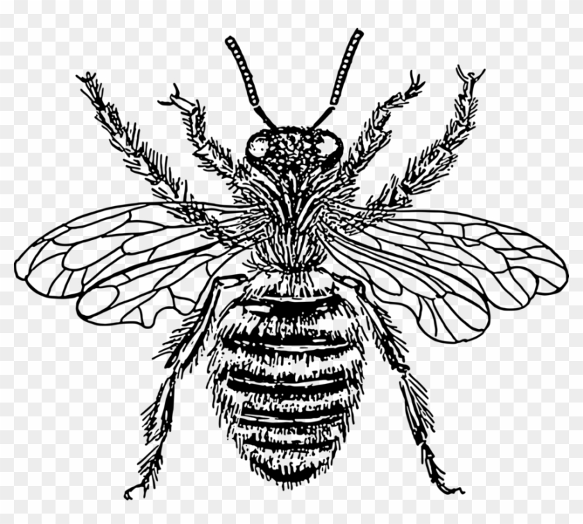 Western Honey Bee Insect Drawing Line Art - Honey Bee Drawing Png #1346434