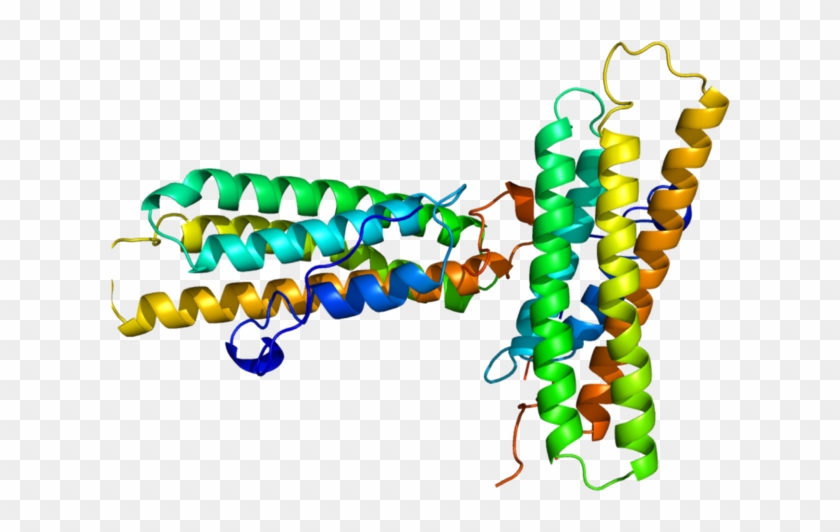 Vinculin 3d Structure #1346772