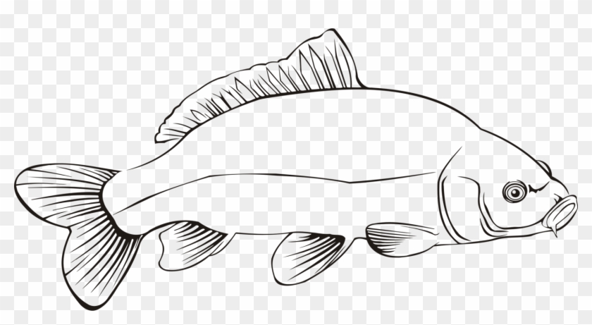 Freshwater Fish Carp Line Art Fresh Water - Carp Clipart #1347346