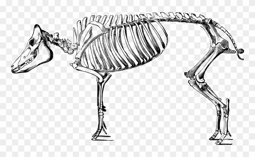 Collection Of Drawing High Quality Free - Pig Skeleton #1347538