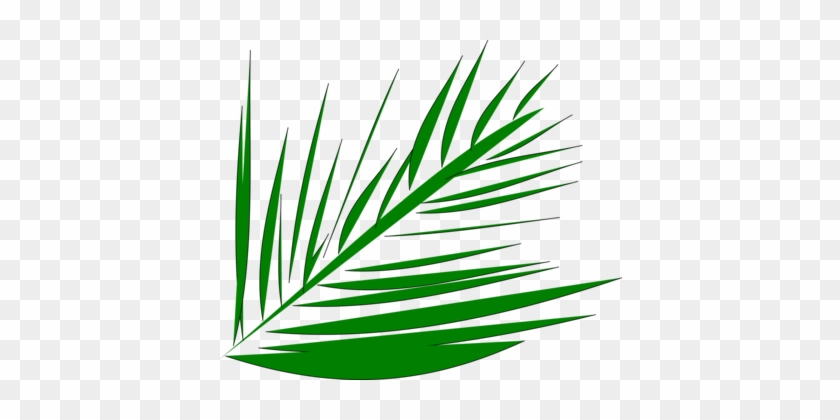 Palm-leaf Manuscript Palm Trees Computer Icons Palm - Palm Fronds #1347652