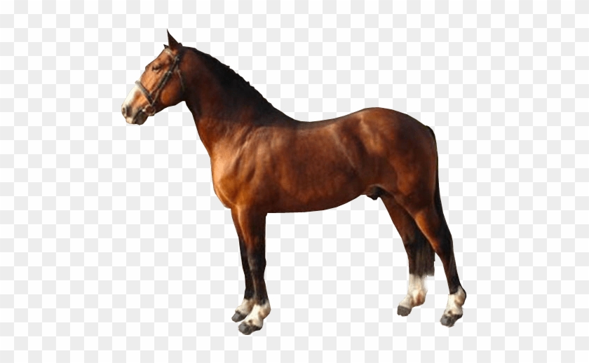 Brown Race Horse Transparent Image ~ Free Png Images - Horse With No Background #1347773