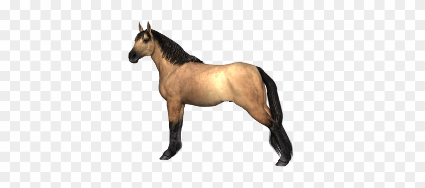 Black Race Horse Transparent Png Stickpng - Cheval,débardeur Bio Pour Femmes #1347775