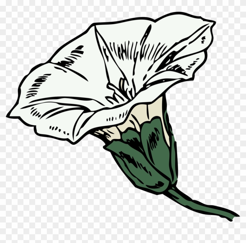 Flower Drawing Coloring Book Line Art - Bindweed Clipart #1348439