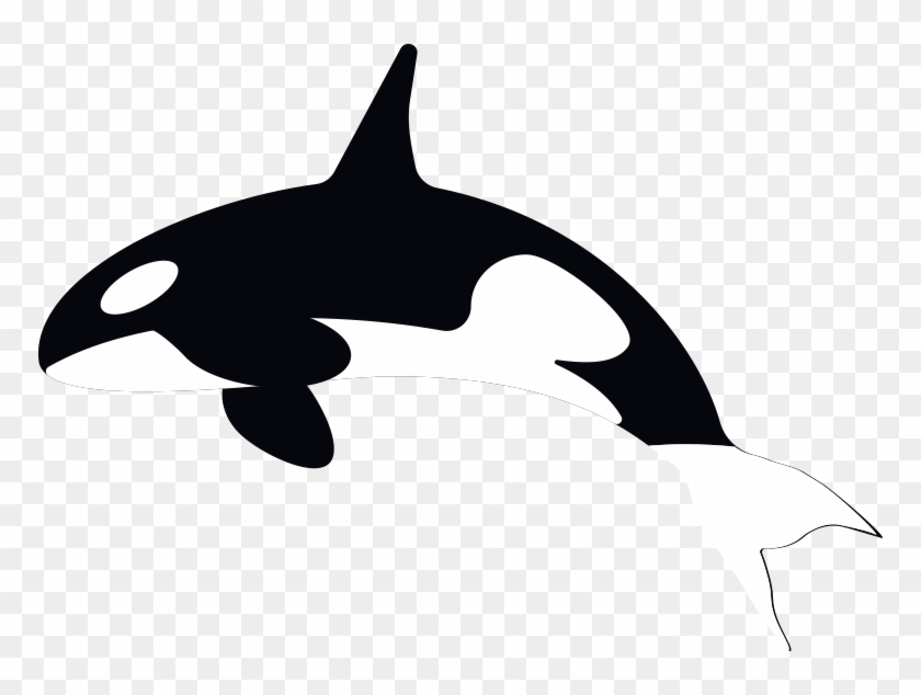 Killer Whale #1349355