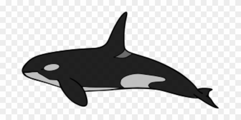 Common Bottlenose Dolphin Killer Whale Tucuxi Rough - Tucuxi #1349356