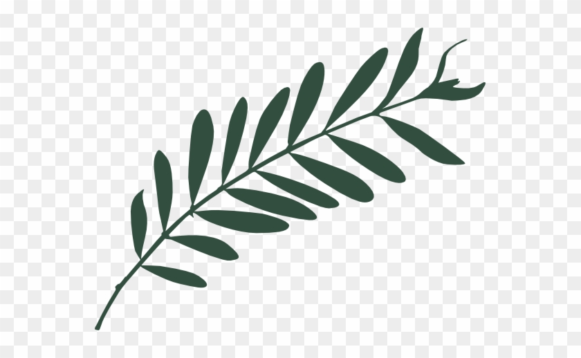 Olive Leaf #1349489