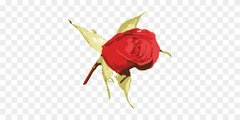Garden Roses Blue Rose Flower - Rose #1349672